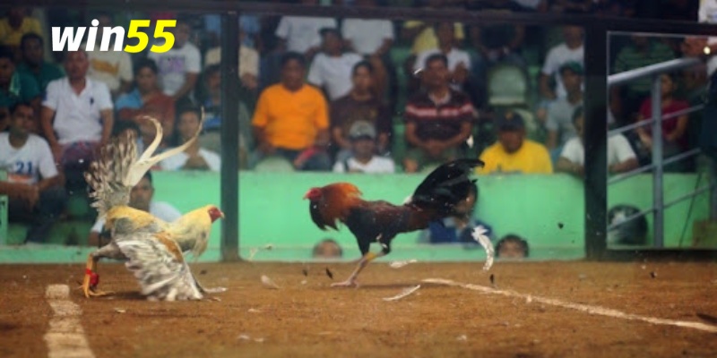 Đá gà cựa dao gà Mỹ