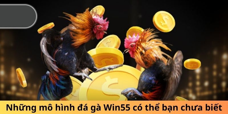 Những mô hình đá gà WIN55 có thể bạn chưa biết